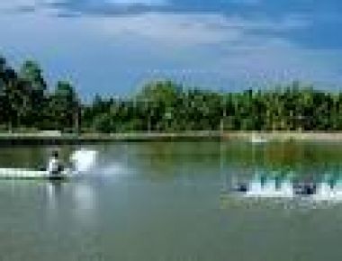 Nuôi tôm trong giai đoạn đầu mùa mưa