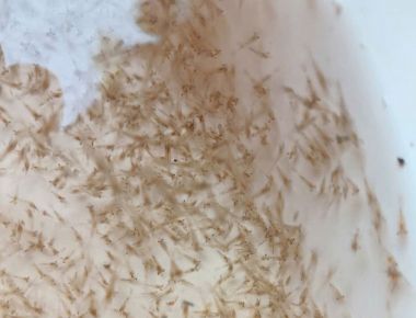 TÔM CÀNG XANH GIỐNG TOÀN ĐỰC CHỌN LỌC HÌNH THỂ