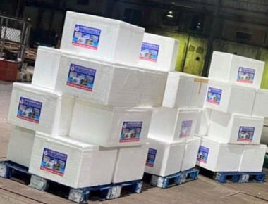 TÔM CÀNG XANH GIỐNG TOÀN ĐỰC CHỌN LỌC HÌNH THỂ