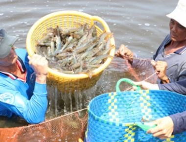 Tư vấn các hệ thống chất lượng