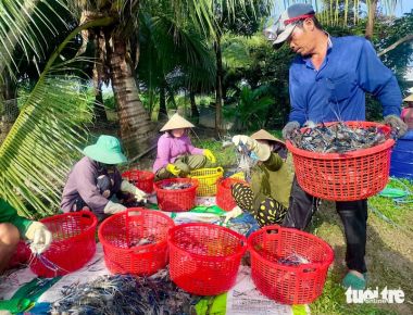 Nông dân Miệt Thứ cười tươi khi tôm càng xanh trúng mùa được giá