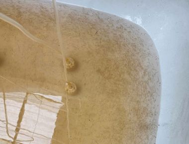 TÔM CÀNG XANH GIỐNG TOÀN ĐỰC CHỌN LỌC HÌNH THỂ