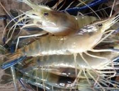 Nuôi Tôm Càng Xanh Luân Canh Lúa Trái Vụ Thu Lãi Lớn
