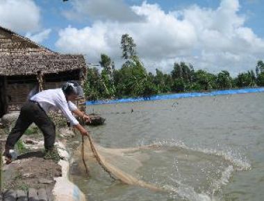 Phát triển nuôi tôm càng xanh bền vững