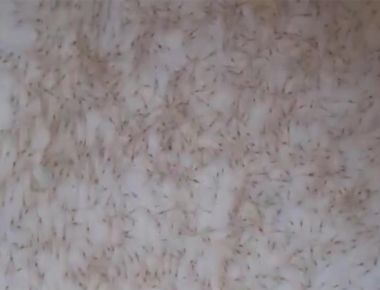 TÔM CÀNG XANH GIỐNG TOÀN ĐỰC CHỌN LỌC HÌNH THỂ