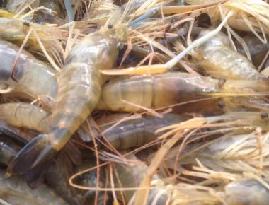 Thu hoạch tôm càng xanh 03