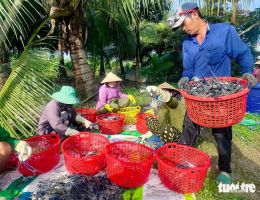 Nông dân Miệt Thứ cười tươi khi tôm càng xanh trúng mùa được giá