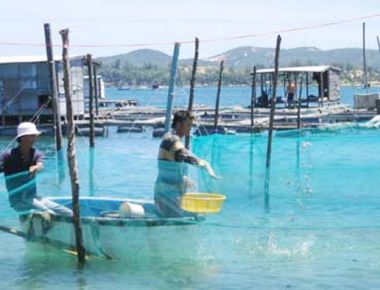 Nuôi trồng thủy sản ở TX Sông Cầu (Phú Yên): Tăng cường quản lý để phát triển bền vững
