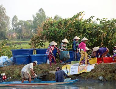 Nông dân Cà Mau trúng mùa tôm càng xanh