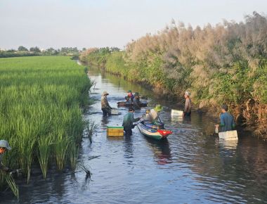 Nông dân Miệt Thứ, An Giang trúng đậm tôm càng xanh to bự nhờ mô hình nuôi trồng độc đáo