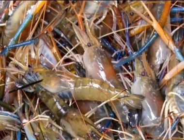 TÔM CÀNG XANH - SIZE 10 CON/ KG