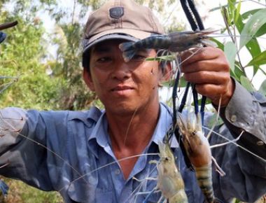 Tôm càng xanh phù hợp với vùng bị xâm nhập mặn