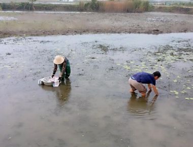 Nuôi tôm càng xanh xen lúa, lợi nhuận hơn 90 triệu đồng/ha