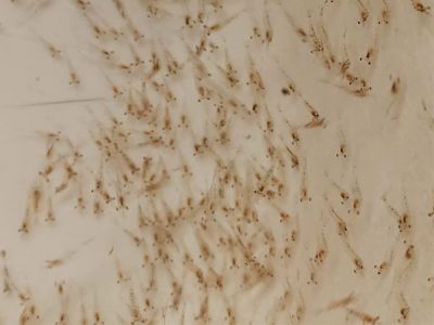 TÔM CÀNG XANH GIỐNG TOÀN ĐỰC CHẤT LƯỢNG CAO