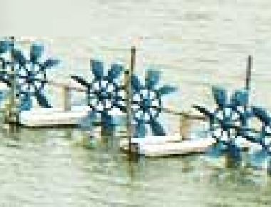 Khuyến cáo quản lý tôm nuôi thời điểm giao mùa