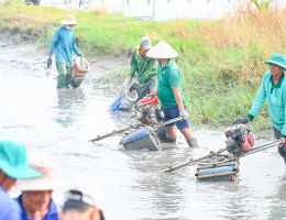 Nông dân An Giang trúng đậm vụ tôm càng xanh