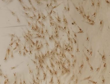 TÔM CÀNG XANH GIỐNG TOÀN ĐỰC CHẤT LƯỢNG CAO