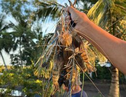 Tôm càng xanh trúng mùa, được giá