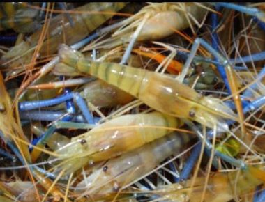 Thu hoạch tôm càng xanh 01