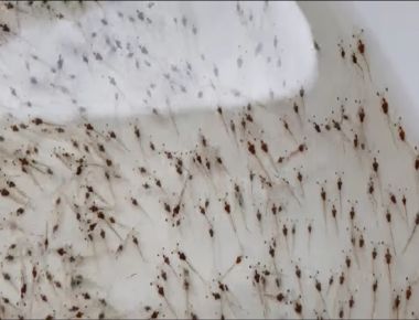 TÔM CÀNG XANH GIỐNG TOÀN ĐỰC CHỌN LỌC HÌNH THỂ